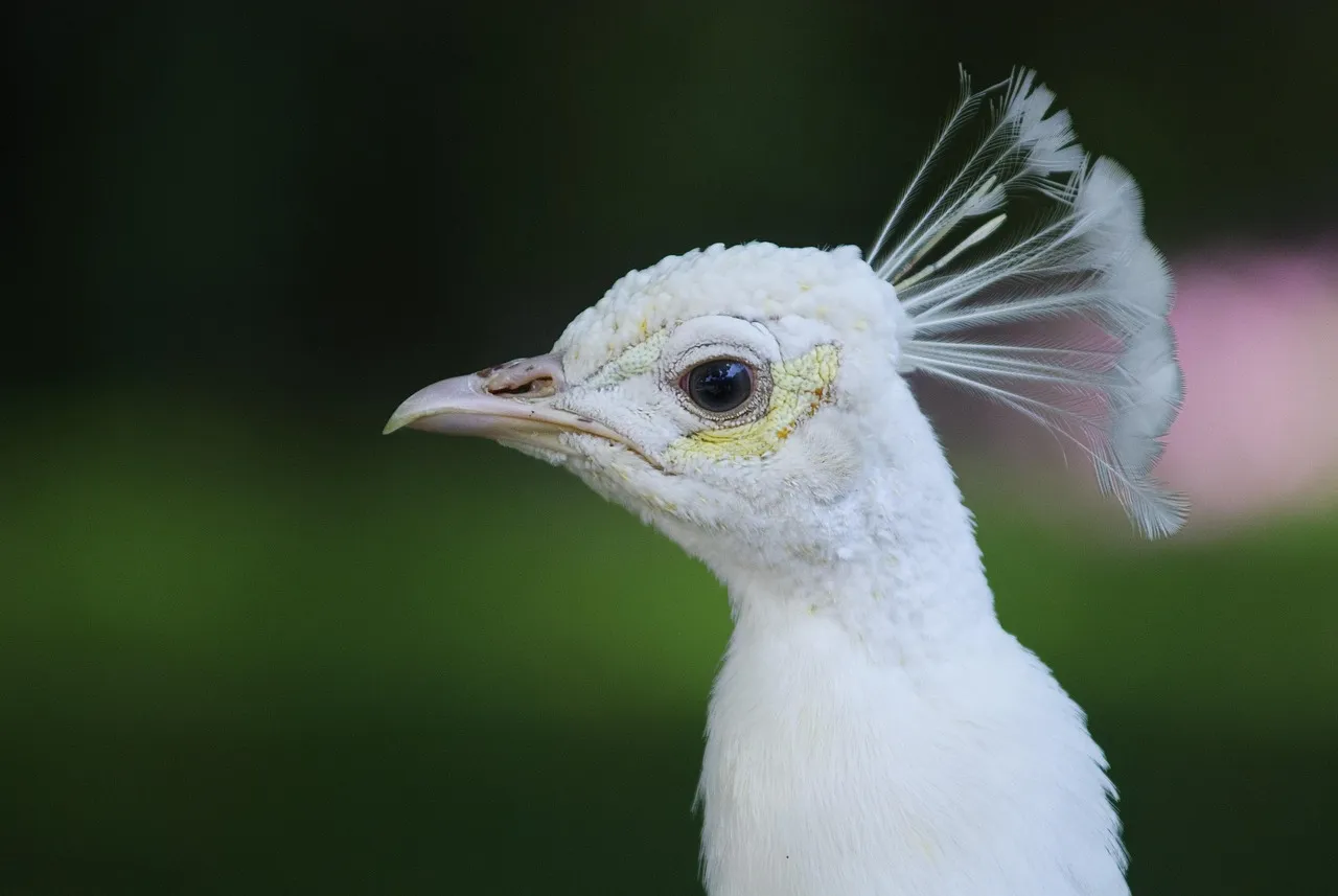 Peacock TV Com Activate