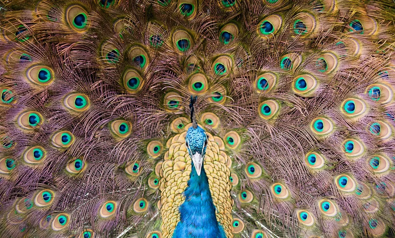 Peacock Package