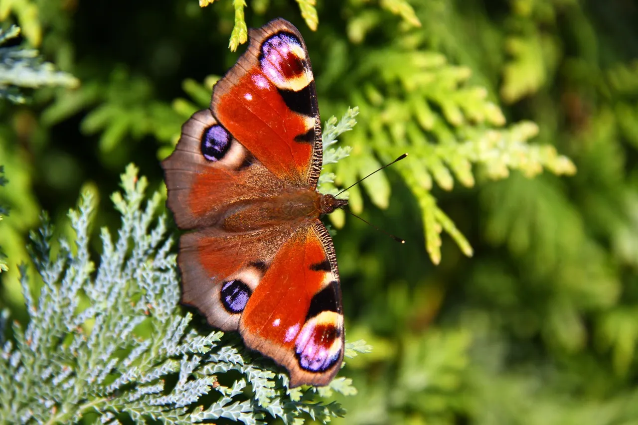 Peacock Join for FREE