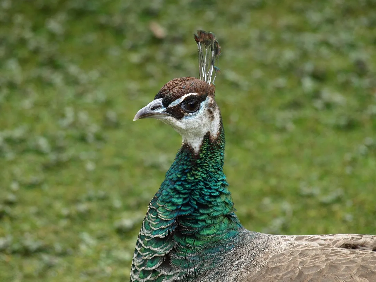 Peacock Join NOW Button