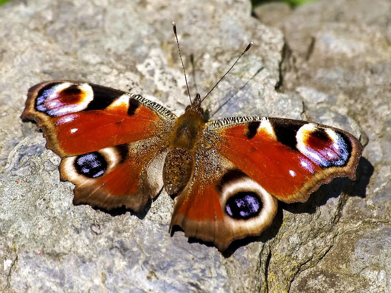 Peacock-TV-on-Apple-TV