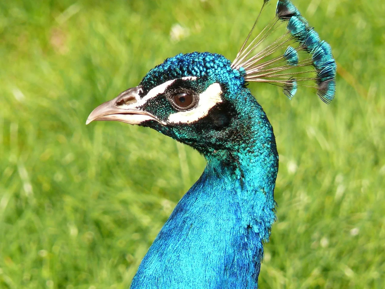 Peacock Create Account